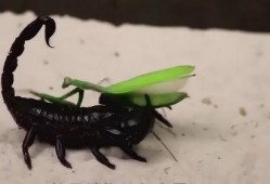 螳螂最新爆料视频